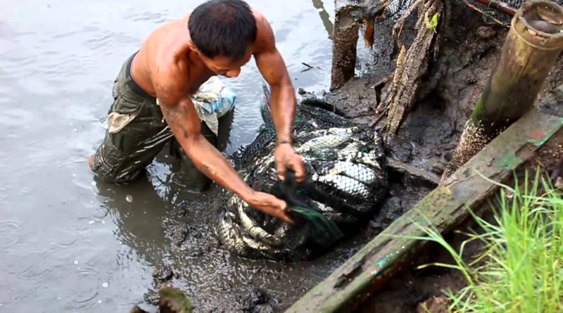 Die Philippinen im Video - Fischernte aus dem Teich