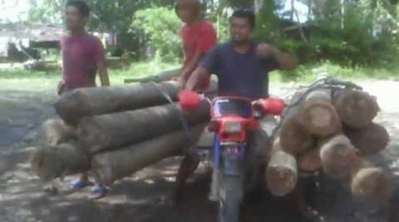 Die Philippinen im Video - TMX 155 als Baumtransporter