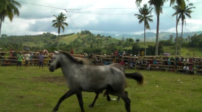 Die Philippinen im Video - Die Tradtition des Pferdekampfes wird trotz Verbotes in den südlichen Philippinen auf der Insel Mindanao fortgeführt