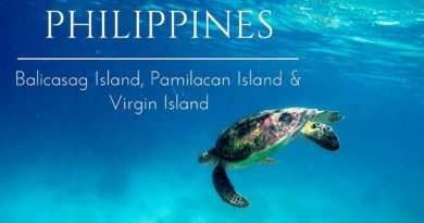 Die Philippinen im Video - Schwimmen mit Schildkröten und Delfinen