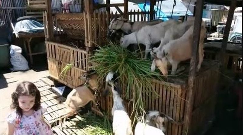 Die Philippinen im Video - Auf dem Tiermarkt in Iligan