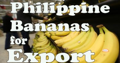 Die Philippinen im Video - 5 ausländische Märkte für philippinsche Bananen