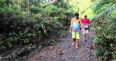 Die Philippinen im Video - Im Bonsai Wald am Berg Dinapigue in der Provinz Isabela