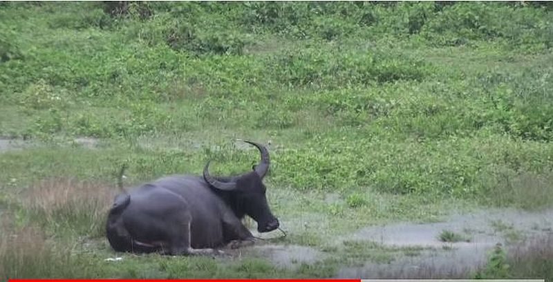 Die Philippinen im Video - Der glückliche Wasserbüffel auf der Wiese im Regen