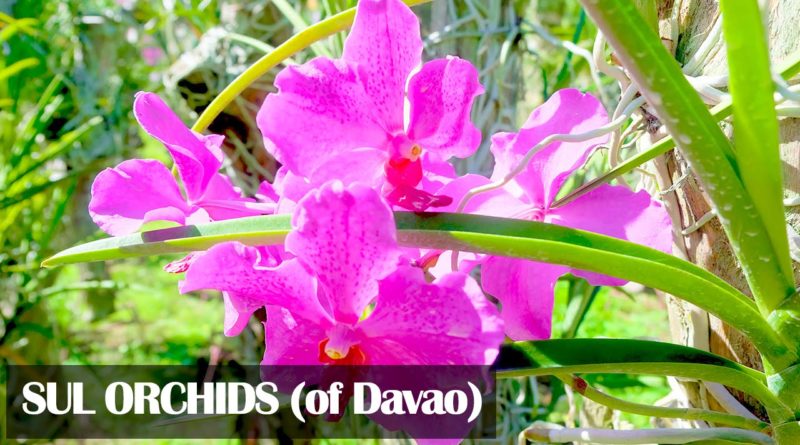 Die Philippinen im Video - Herrliche Orchideen von SUL aus der Stadt Davao