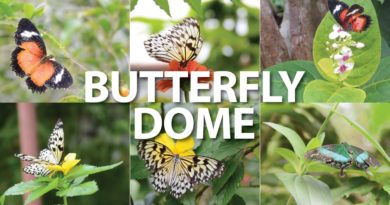 Die Philippinen im Video - Ein Besuch auf der Schmetterlingsfarm Butterly Dome in Sagbayan Peak auf der Insel Bohol