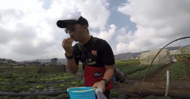 Die Philippinen im Video - Zum Erdbeeren selber pflücken auf die Erdbeerfarm in La Trinidad