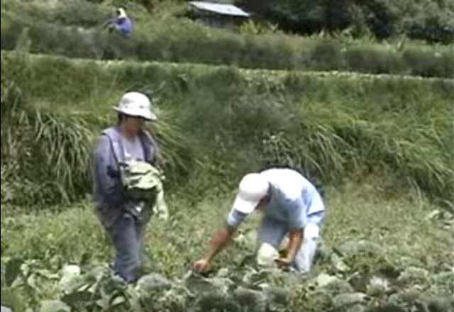 Die Philippinen im Video - Das Lied der Igorot "Komboy" über die Bergbauern