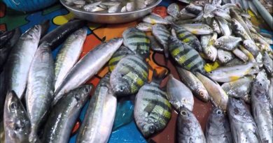 Die Philippinen im Video - Fisch einkaufen auf dem Fischmarkt von Tukuran in Zamboanga del Sur