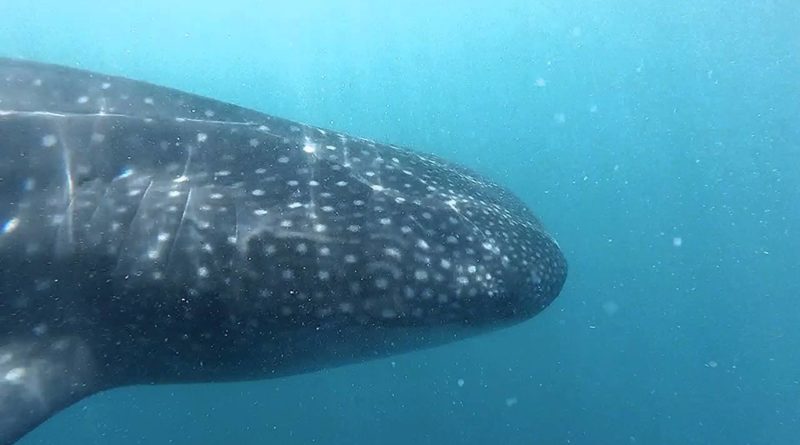 Die Philippinen im Video - Walhai in Donsol