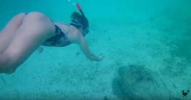 Die Philippinen im Video - Schwimmen mit Seeschildkröten in Port Barton