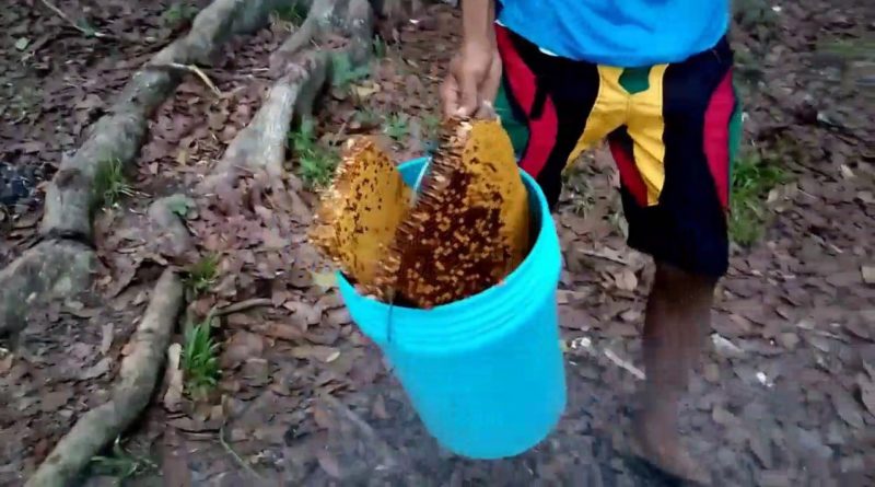 Die Philippinen im Video - Honig sammeln von wilden Bienen