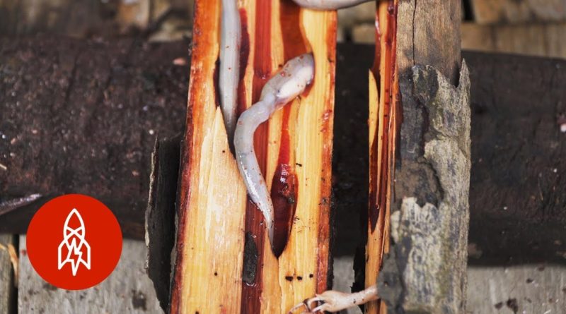 Die Philippinen im Video - Exotische Gerichte - Philippinische Holzwürmer