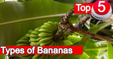 Die Philippinen im Video - Die Top 5 Bananensorten