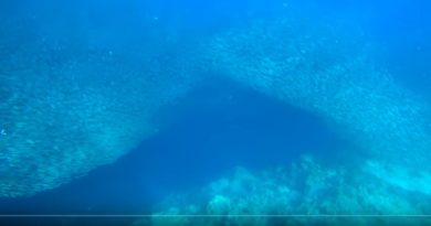 Die Philippinen im Video - Schwimmen mit Millionen Fischen (Sardinen) in Moalboal auf der Insel Cebu