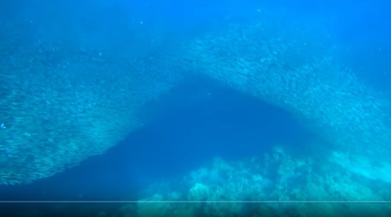 Die Philippinen im Video - Schwimmen mit Millionen Fischen (Sardinen) in Moalboal auf der Insel Cebu