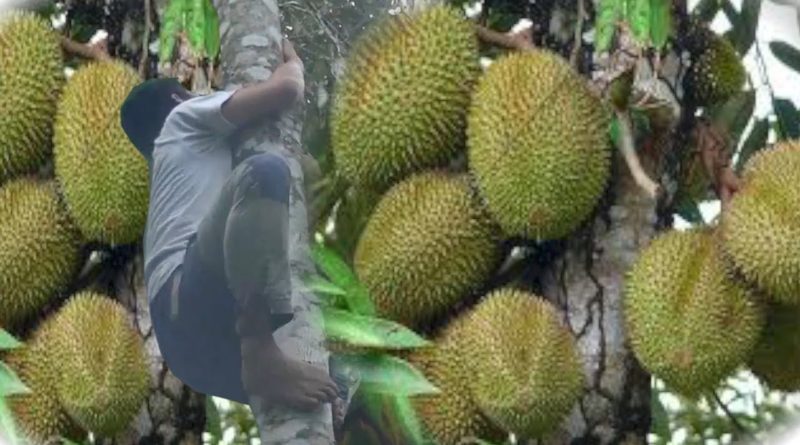 Die Philippinen im Video - Eine Durian vom Baum holen
