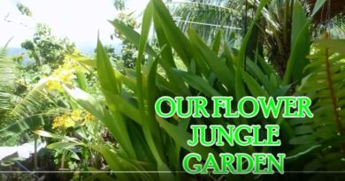 Die Philippinen im Video - Unser Blumen-Dschungelgarten Foto & Video: Sir Dieter Sokoll KR