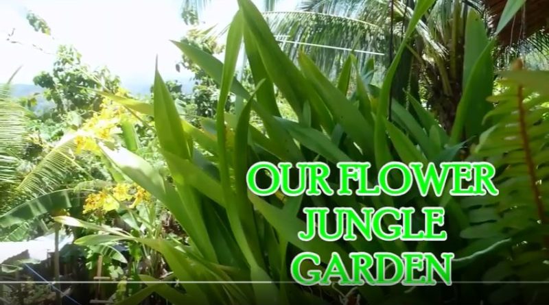 Die Philippinen im Video - Unser Blumen-Dschungelgarten Foto & Video: Sir Dieter Sokoll KR
