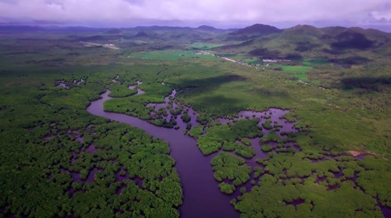 Die Philippinen im Video - Faszinierender Mangrovenwald auf Siargao