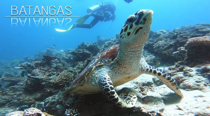 Die Philippinen im Video - Das reiche Meeresleben von Batangas