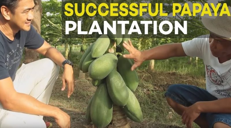 Die Philippinen im Video - Erfolgreiche Papaya-Anpflanzung