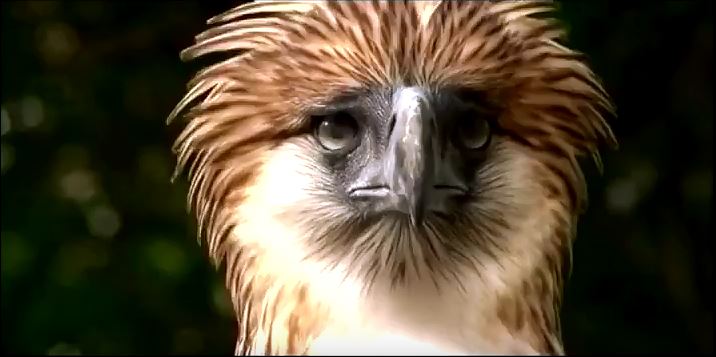 Die Philippinen im Video - Der Philippinen Adler