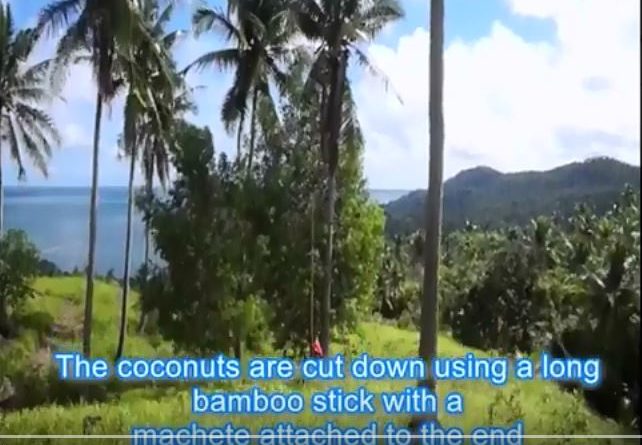 Die Philippinen im Video - Verarbeitung der Kokosnuss von der Ernte bis zum Verkauf von Kopra