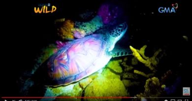 Seeschildkröte legt Eier unter Fischerhütte