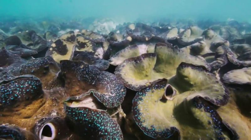 Die Philippinen im Video - Riesenmuscheln von Balinao