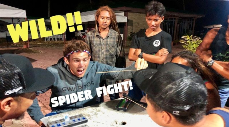 Die Philippinen im Video - Wilde Spinnenkämpfe in den Philippinen