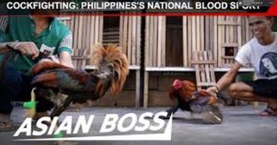 Die Philippinen im Video - Hahnenkampf - Der Blutsport der Philippinen