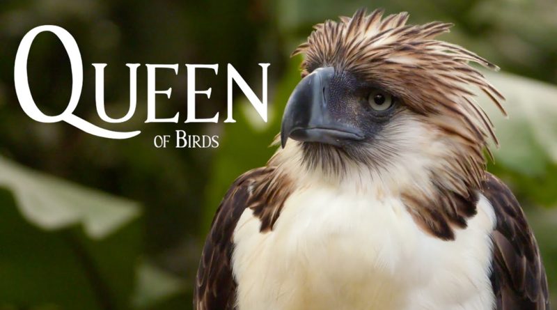 Die Philippinen im Video - Königin der Vögel - Der Philippinen Adler