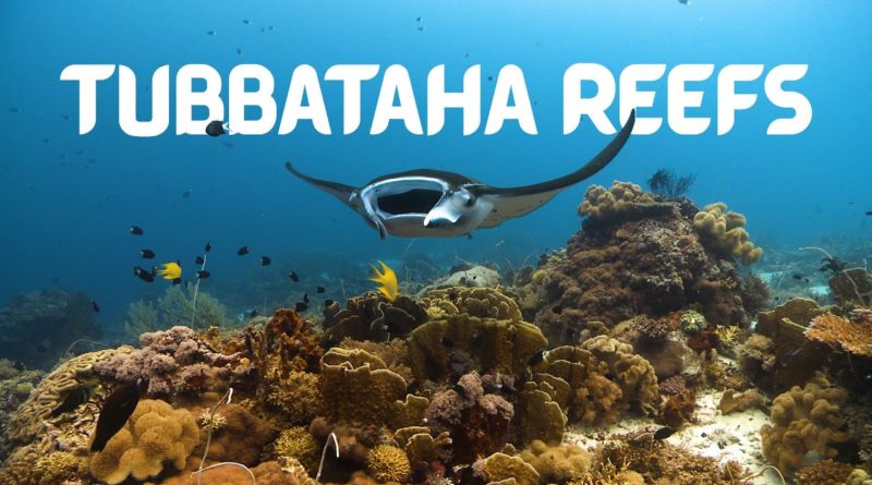Die Philippinen im Video - Tubbataha Riff - Das Herz der philippinischen Meere