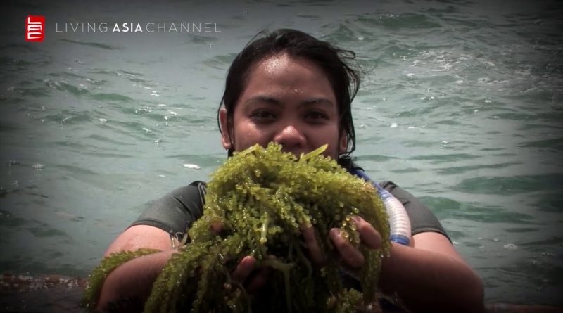 Die Philippinen im Video - Eine Reise nach Almasor