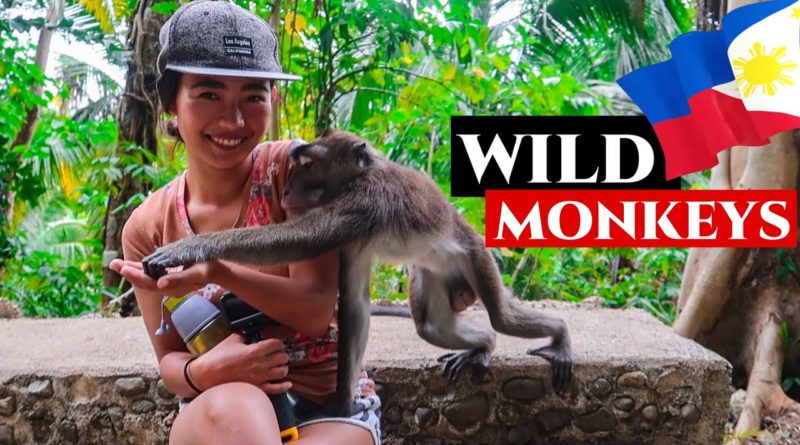 Die Philippinen im Video - Nicht nötig nach Bali zu reisen