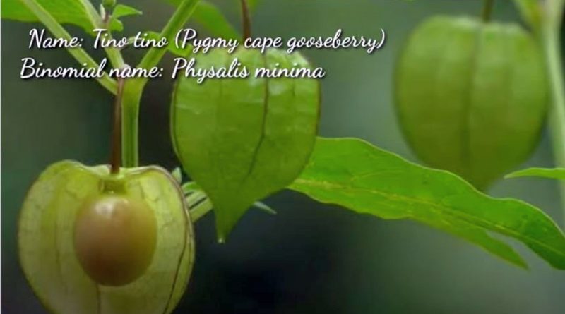 Die Philippinen im Video - Wilde und seltene Früchte
