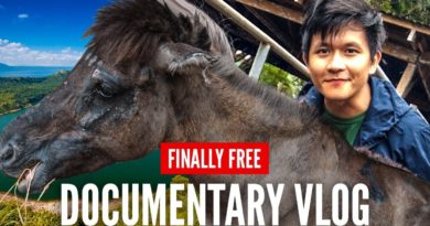 Die Philippinen im Video - Pferde von Taal vor dem Schlachthof gerettet
