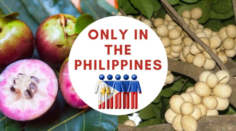 Die Philippinen im Video - 15 tropische Früchte der Philippinen zum Essen