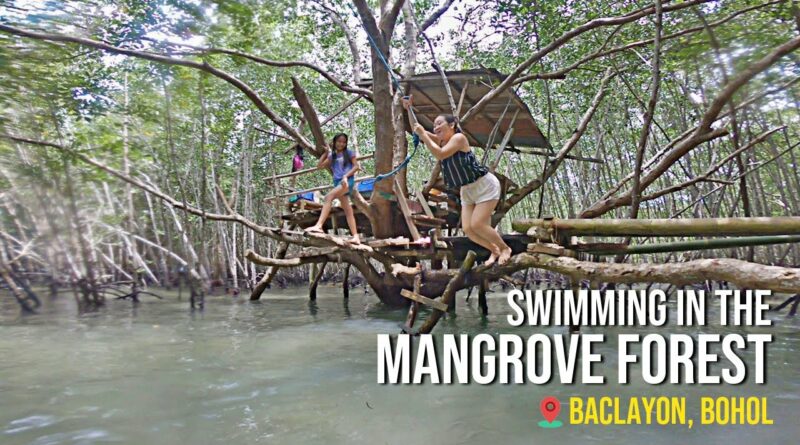 Die Philippinen im Video - Schwimmen im Mangrovenwald