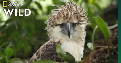 Die Philippinen im Video - Junges Philippinen-Adler Küken wächst auf