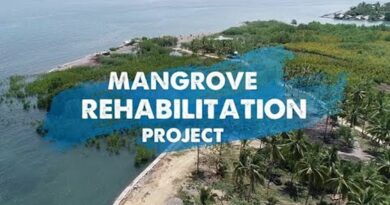 Die Philippinen im Video - Projekt zur Mangroven-Sanierung
