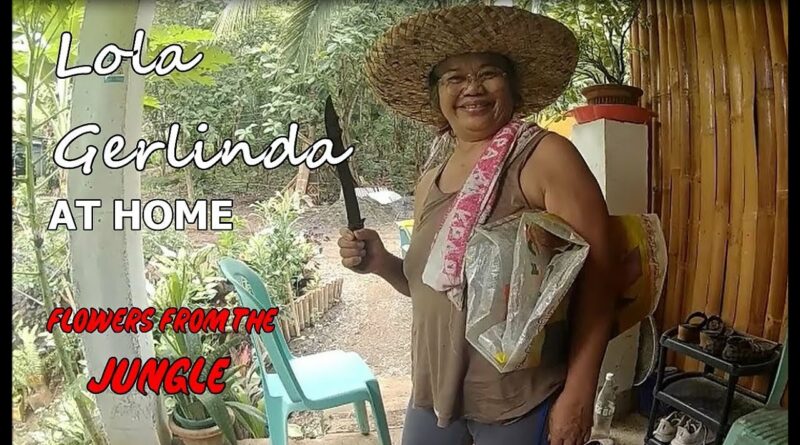 Die Philippinen im Video - Oma Gerlinda holt Pflanzen aus dem Dschungel Foto + Video von Sir Dieter Sokoll für PHILIPPINEN MAGAZIN