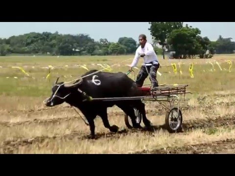 Die Philippinen im Video - Rennen der Wasserbüffel
