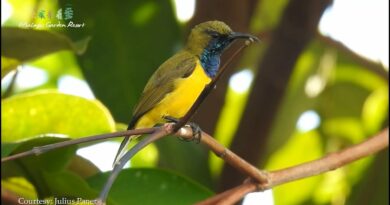 Die Philippinen im Video - Vogelbeobachtungen in Malagos Garden Davao