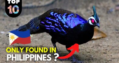 PHILIPPINEN VIDEO - 10 seltene Tiere der Philippinen