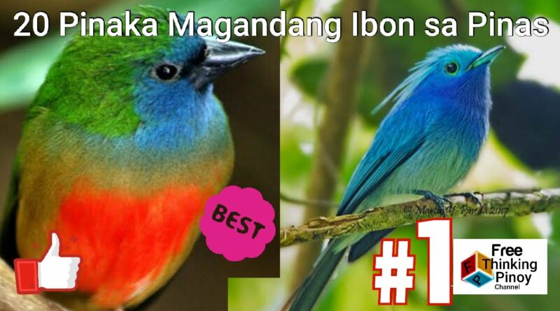 Die Philippinen im Video - Die 20 schönsten Vögel der Philippinen