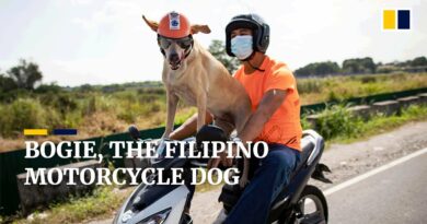 Die Philippinen im Video - Bogie, der motorradfahrende Hunde