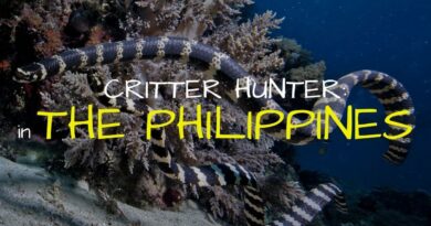 Die Philippinen im Video - Meeresleben auf den Philippinen