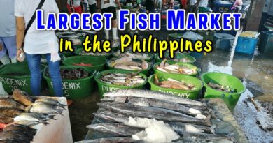 Die Philippinen im Video - Navotas Fischereihafen in Metro Manila